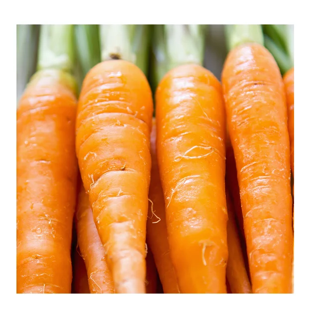
New Crop Fresh Carrots Best Selling In Reasonable Price 