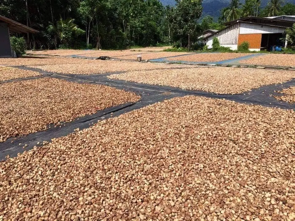 Bulk High Quality Vietnamese Areca Nut - Betel Nut With Wholesale