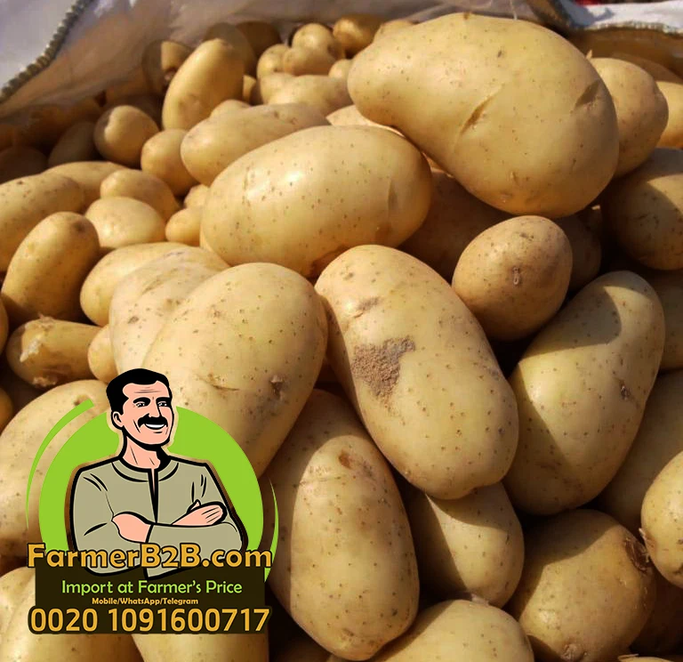2022 урожай египетского свежего картофеля Spunta 50 UP (высокое качество) по очень конкурентоспособной цене