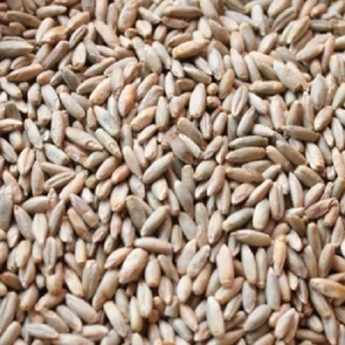 
Rye Grains 