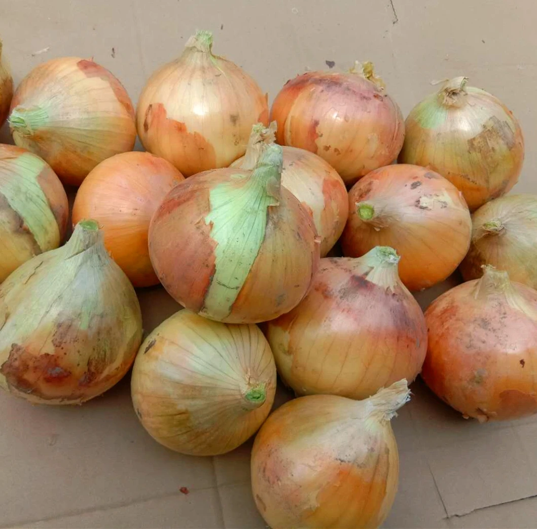 Fresh Onions Egyptian Premium Grade Fresh Big Golden Yellow Onions With Cheap price