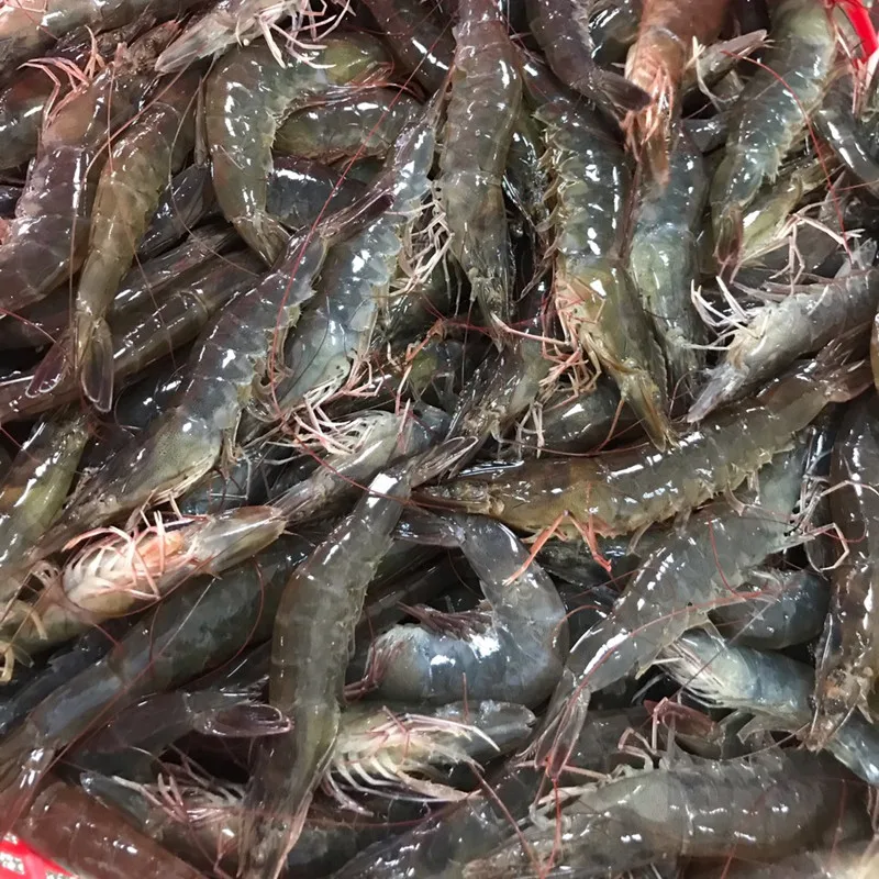 Exporting Frozen Whole Hoso Black Tiger Shrimp Cooked Well Prepared Whole Hoso Black Tiger Shrimp