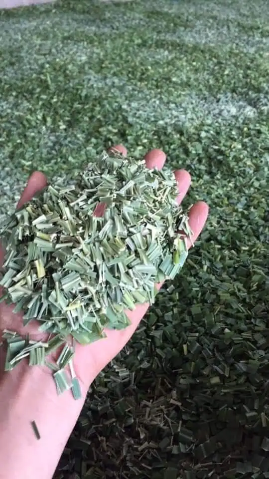 
TOP QUALITY AIR DRIED LEMONGRASS LEAF FOR TEA ORIGIN VIETNAM W/A 84 90 335 4981 