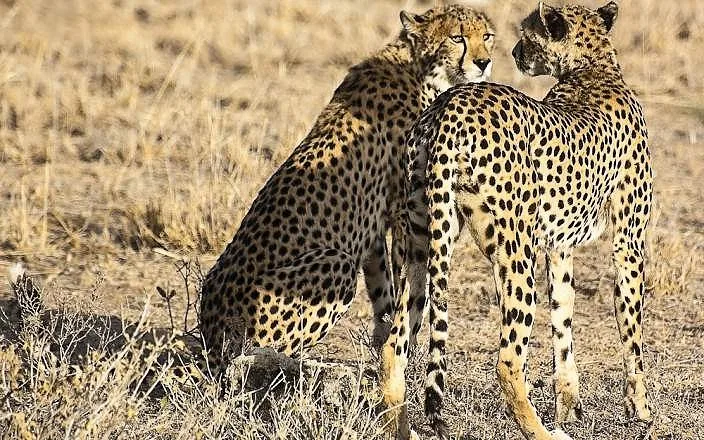 MASAI MARA AMAZING BUDGET SAFARI