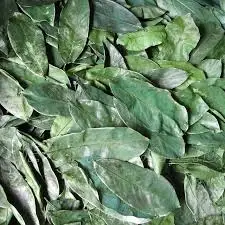  Лидер продаж высушенные листья гравиолы высшего