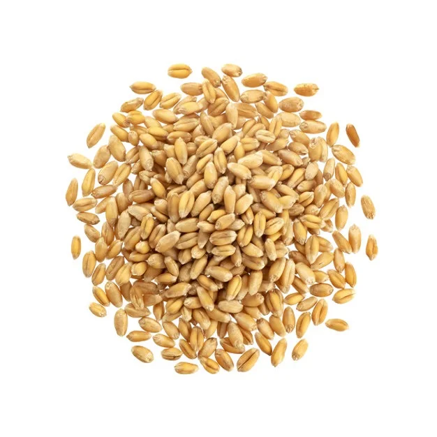 isolate wheat grain.jpg