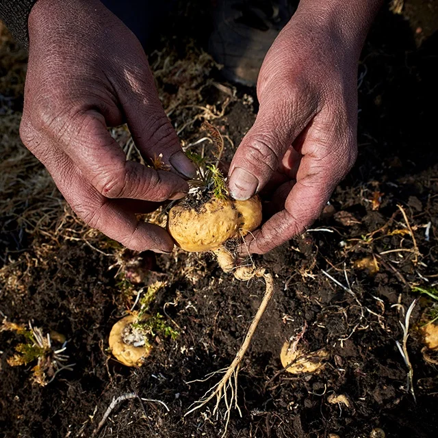 Organic Raw Maca Black Powder From Peru Available At Economical Rate