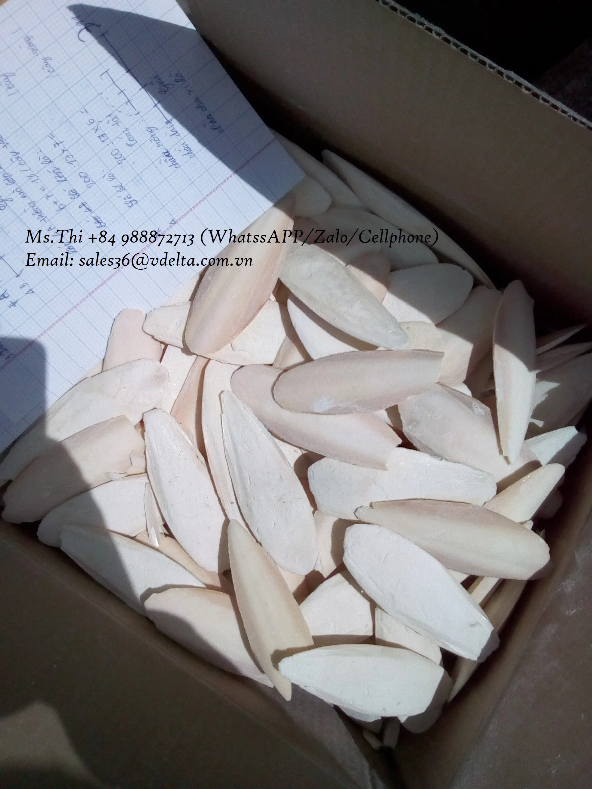 
DRIED CUTTLE FISH BONE/ SEAFOOD WITH THE BEST PRICE/Ms.Thi Nguyen +84 988872713 