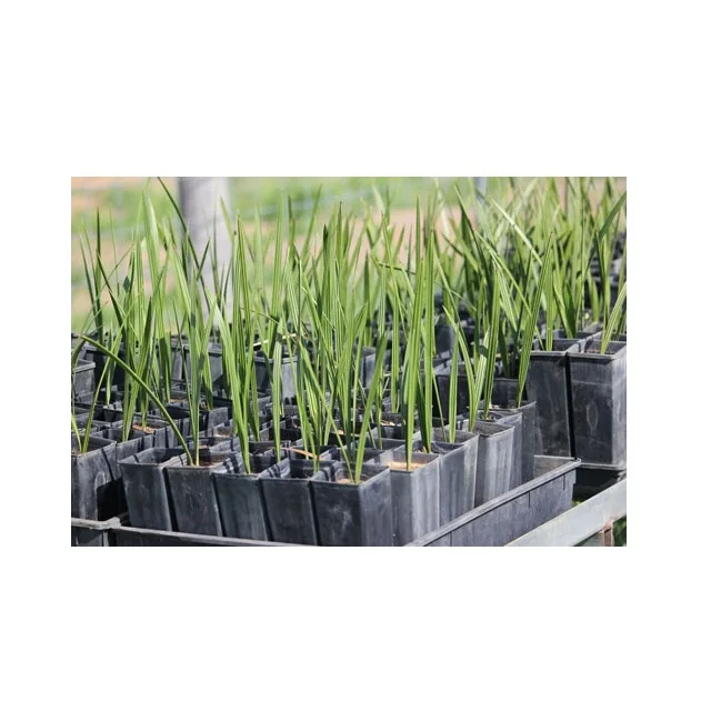 Best quality Plant Palm Tissue Culture Date Seedlings