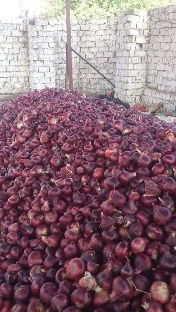 Горячая распродажа высокое качество низкие цены свежий лук овощи