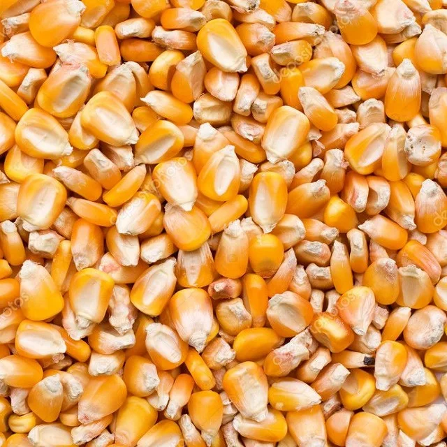 
Yellow corn for sale 