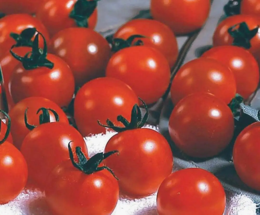Best quality bulk pure fresh normal red Tomatoes