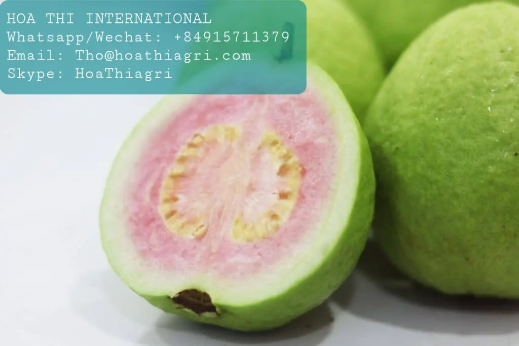 Natural Flavor Common Cultivation Type Oval - round Shape 50-70 mm Size 1Kg Fresh Vietnam Guava Cheap Price