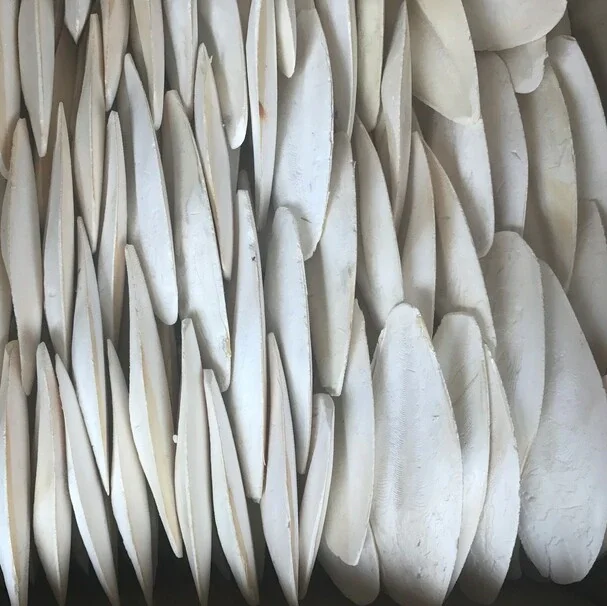 Вьетнам сушеные кости для морской слепки/кости рыбы-аксел + 84 38 776 0892