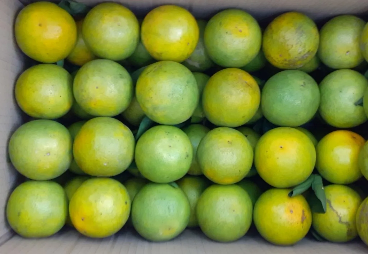 Wholesale Mild Sweet Taste King Mandarin With High Quality And Good for Health Export From West Of Vietnam