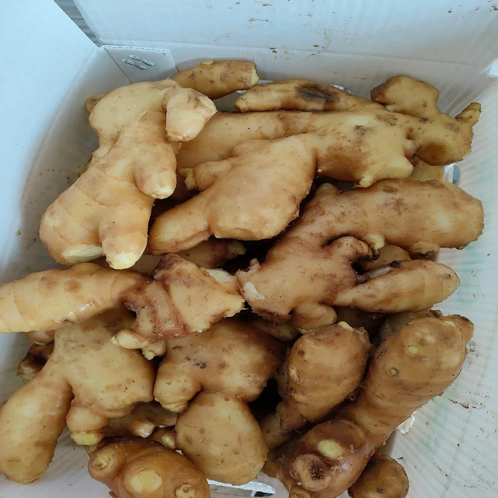 Fast Ship Product from Thailand VIETNAMESE GINGER & TURMERIC HIGH QUALITY EXPORTED PRODUCT