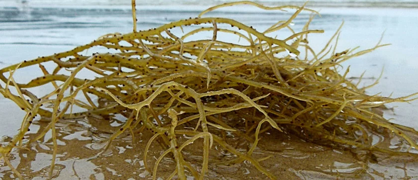 100% Pure Agar Agar Agar powder High quality Cheap Price-Ms. Akina Tran +84 902803631