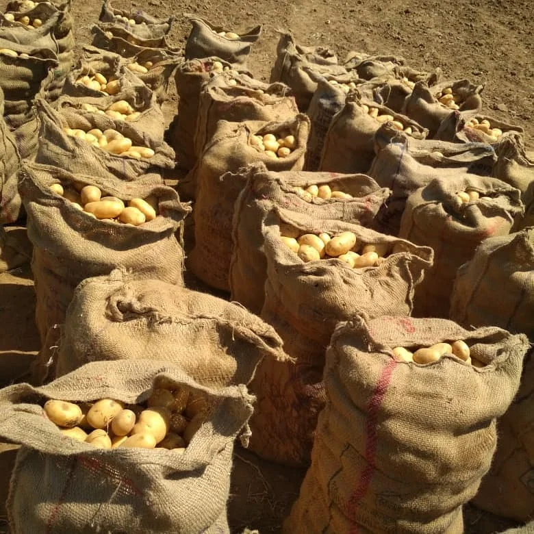 Wholesale Fresh Potato / Fresh Potato Price / Potato Exporter In Philippine