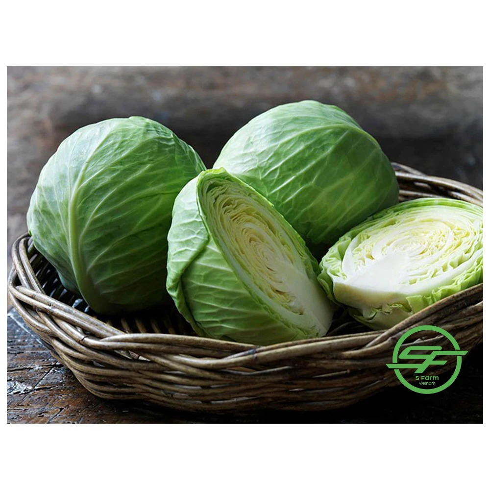 Заводской поставщик оптовая продажа новейший Урожай Белой зеленой капусты