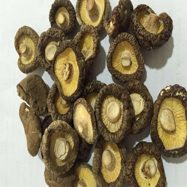 Farm organic fruitwood grey oyster mushroom spawn logs/seeds for fresh oyster mushroom price