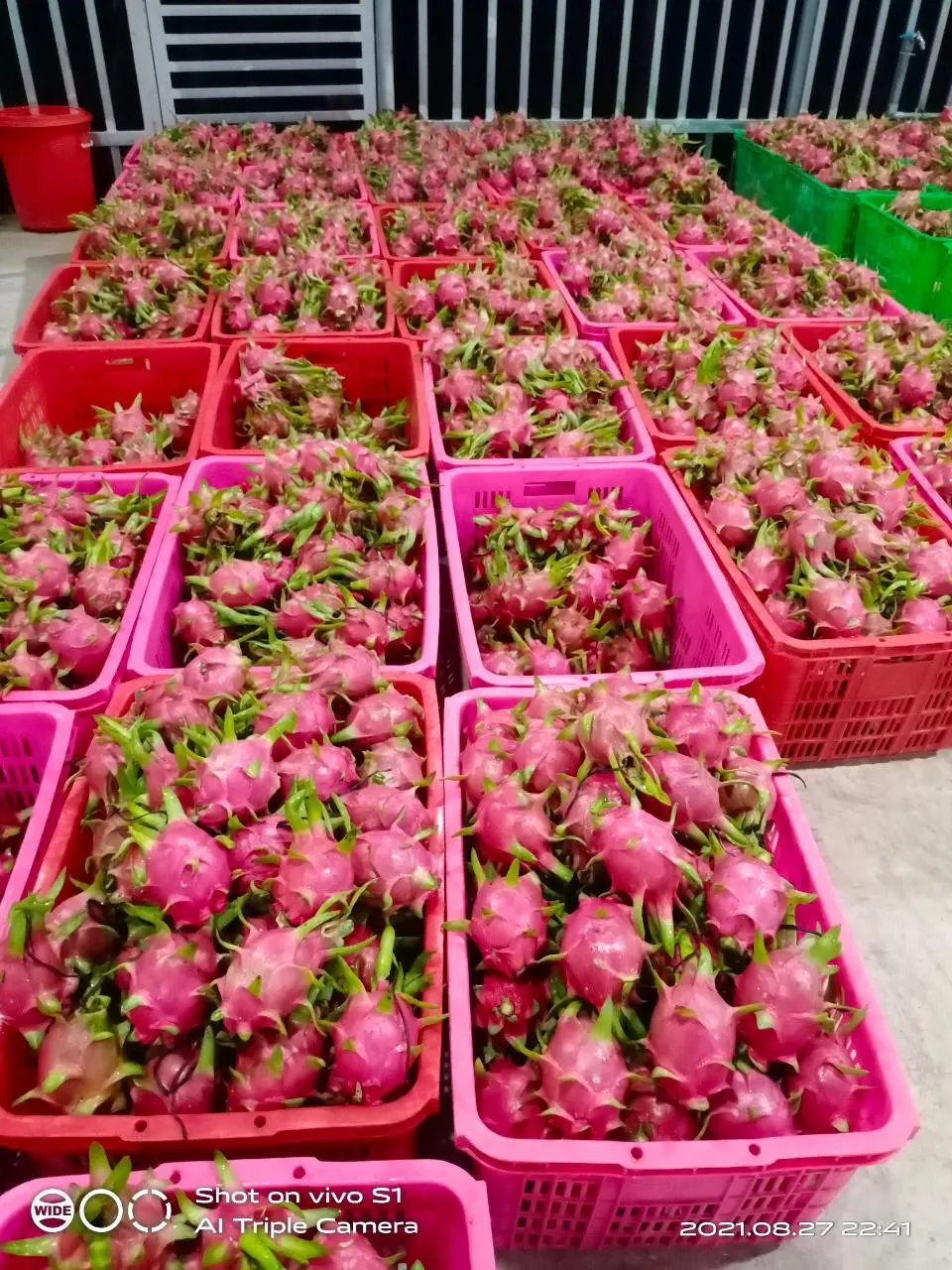 HOT SELLERS - Fresh Dragon Fruit from Vietnam - Best price - High quality