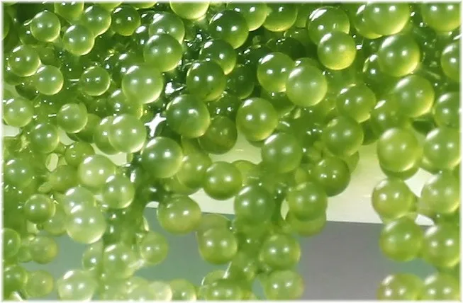 
Fresh Seagrapes/ Salted Seagrapes/ Seagrape Powder Whatsapp +84 845 639639 