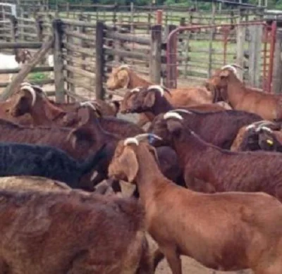 Healthy live Pregnant Kalahari goats/Boer goats