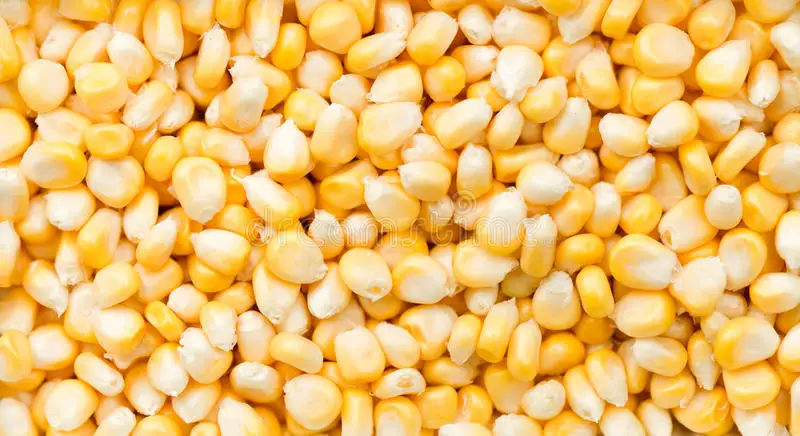 Hybrid Yellow Corn Seed a Grade Maize 20PPB MAX 2% MAX 3% MAX 8% MIN 0 Admixture (%) Grain from IN;7903232