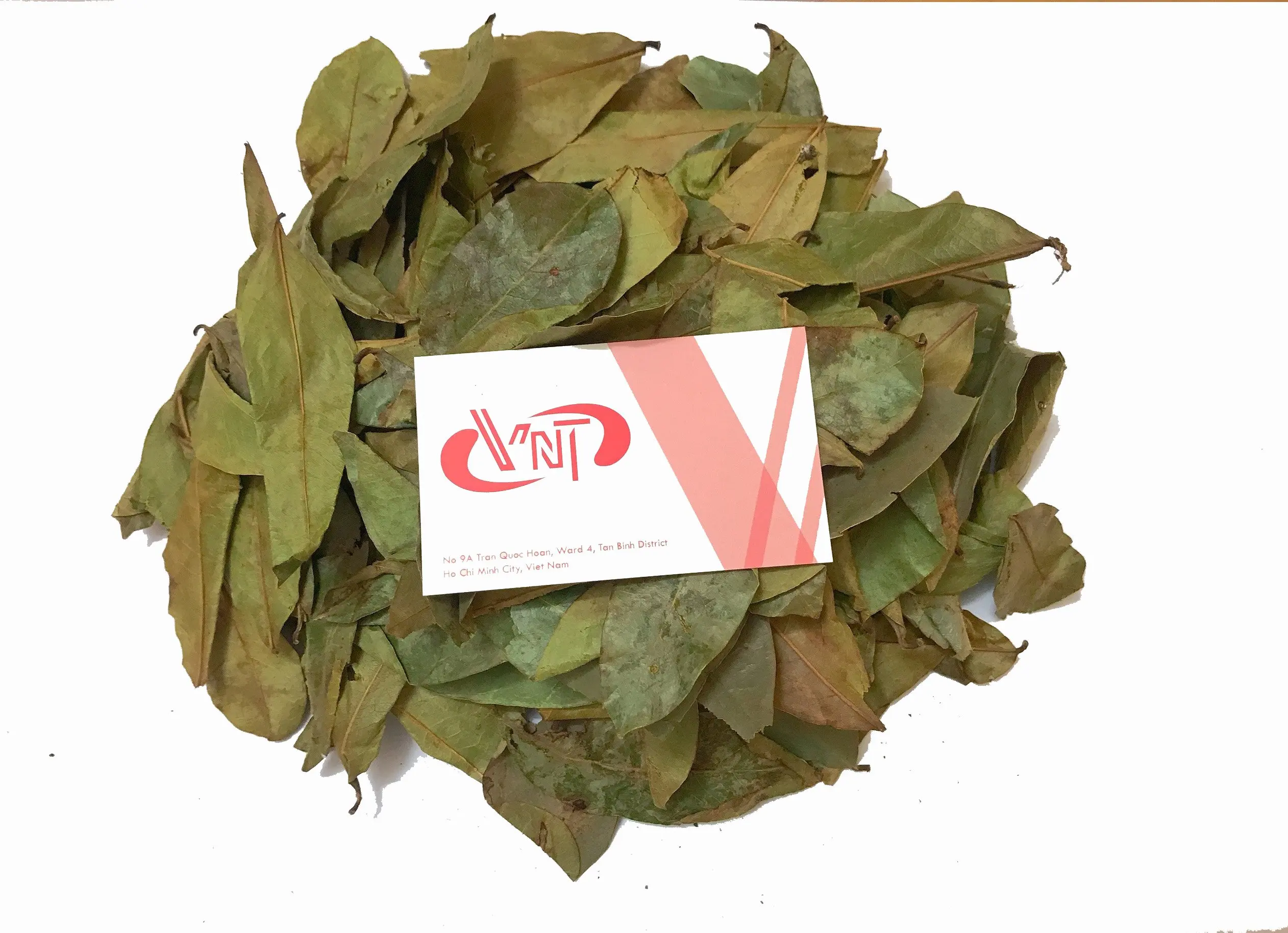OEM Tea Bag Packing Dried Soursop Leaf/ Graviola Leaf Origin Vietnam Bulk Best Prices