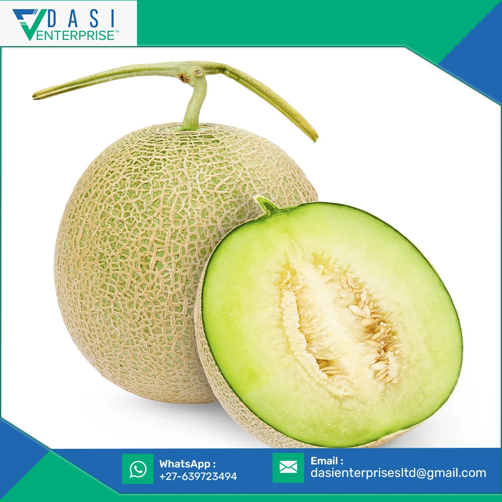  Online Selling Bulk Distributor Of Fresh Natural Muskmelon For Anytime Eatable In Best
