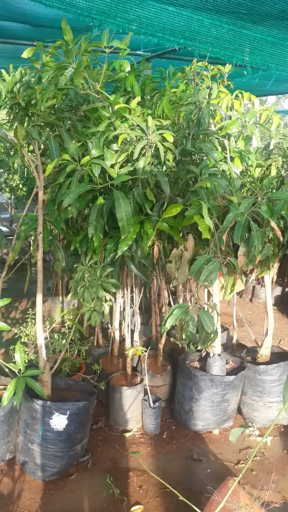 
Japanese Miyazaki Mango Plant 