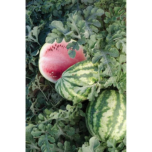 Market Price Hybrid High Yield Watermelon Seeds With Good Quality