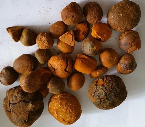gallstones ox and cow for sale