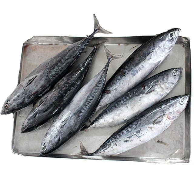 Hot Selling Frozen Bonito 600gram Bqf Pouch 2Kg Raw Material Tuna Bonito Striped In Cheap Price