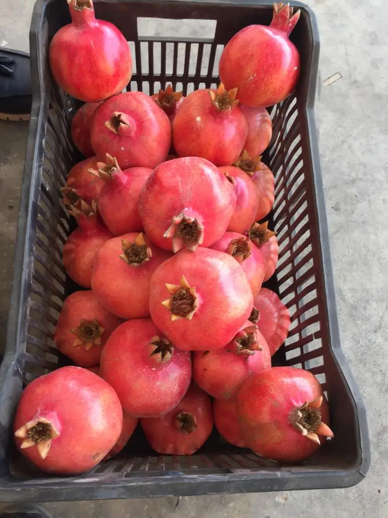 Свежий гранат Hicaz