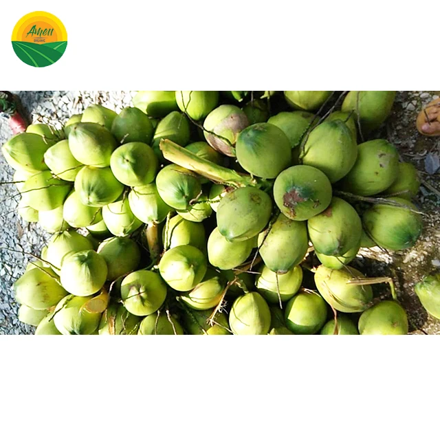 Вьетнамский кокос по лучшей цене