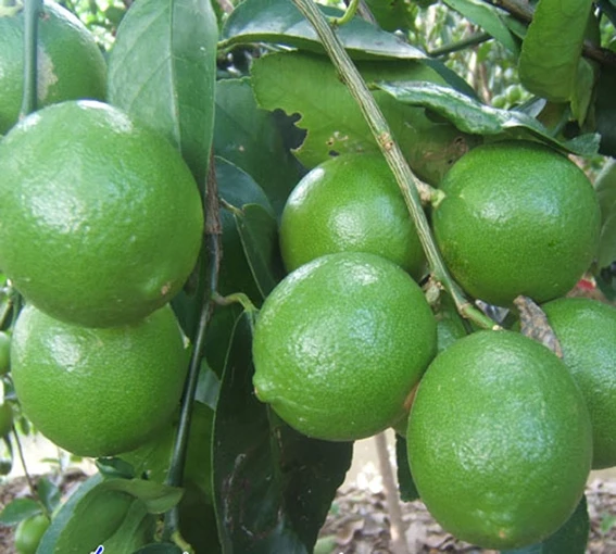 Export Of Quality Lemon without seeds/ seedless lime