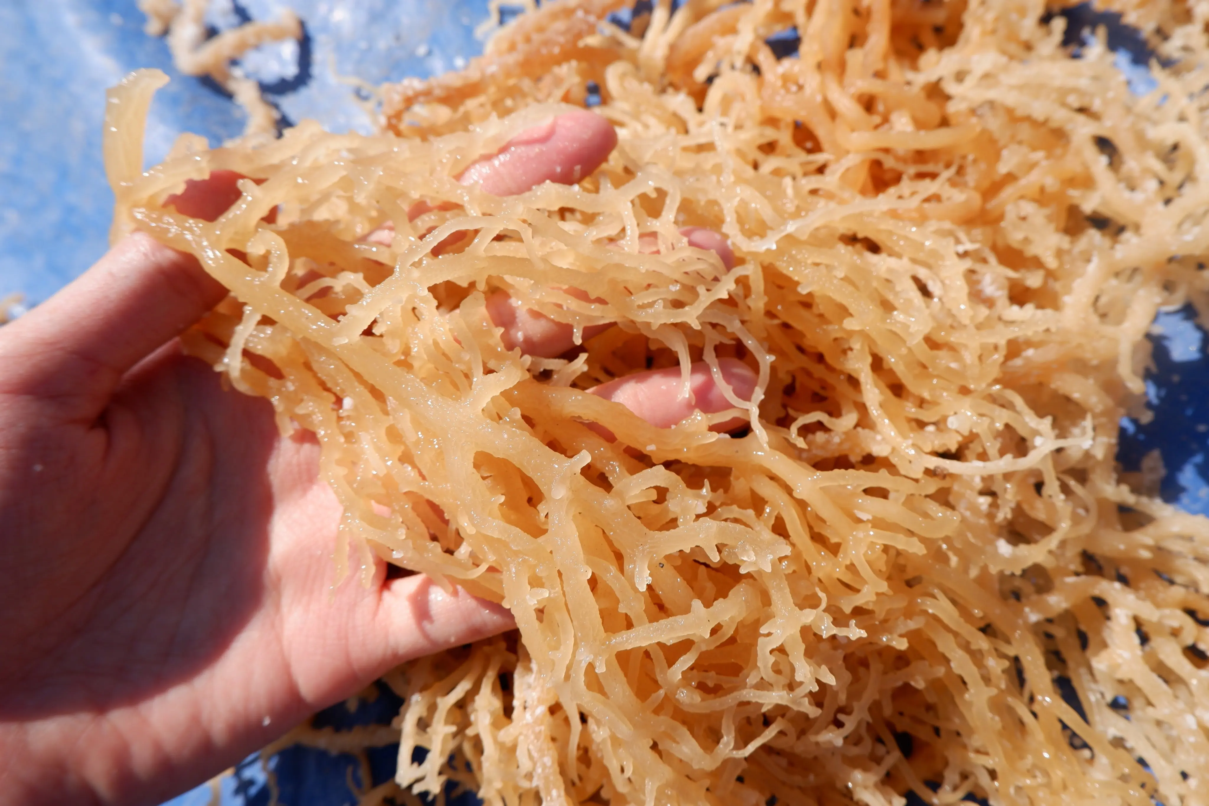 
High quality dried eucheuma cottonii seaweed / irish sea moss 