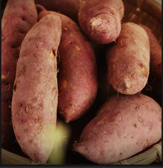  Лидер продаж 1 2021 долларов экспорт японского сладкого картофеля из Вьетнама для оптовой продажи/Ms Sofia + 84 789946878