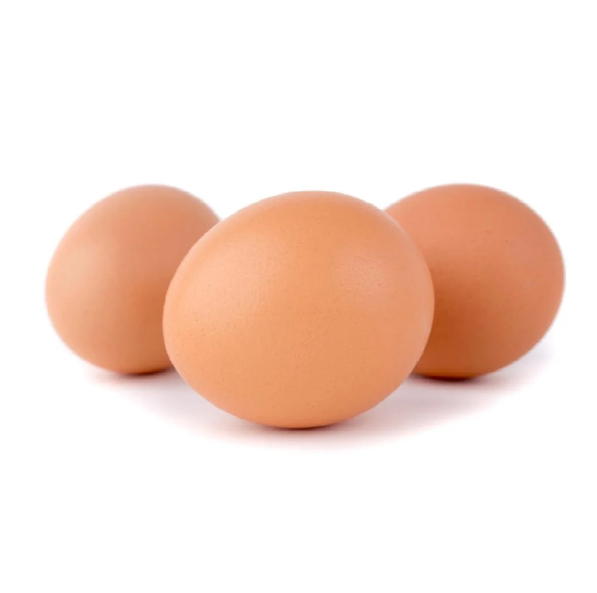 Organic Fresh Chicken Table Eggs & Fertilized Hatching Eggs USA origin