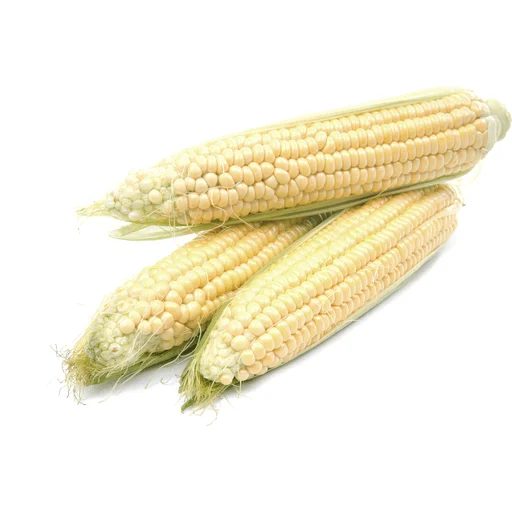 Top Quality White Corn Maize/White Maize Corn