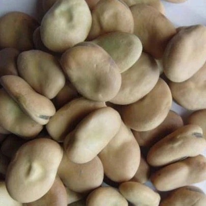 
 Качественные Широкие бобы  