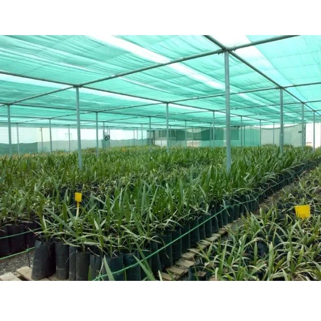 Makhdoom dates Tissue Culture Date Seedling Agri-Horti