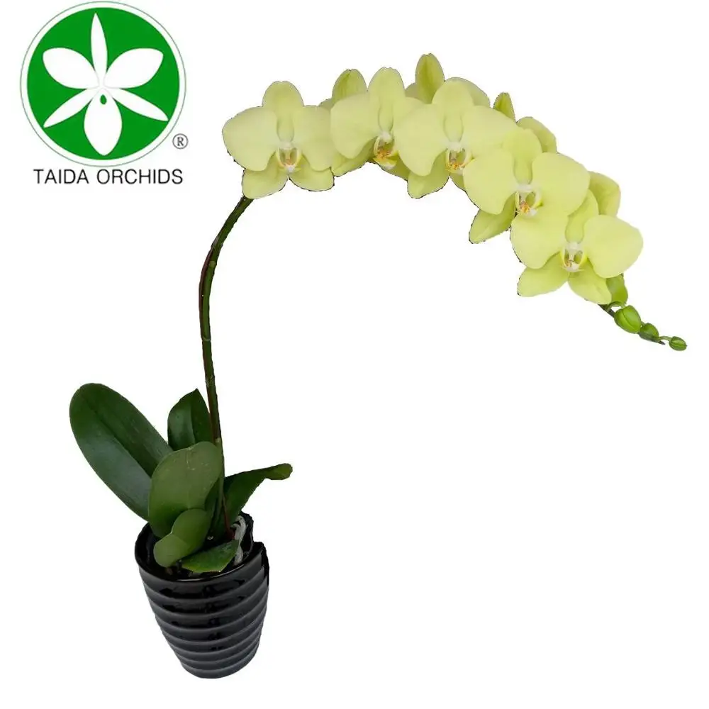 
export fresh orchid plants for wholesale buyers 