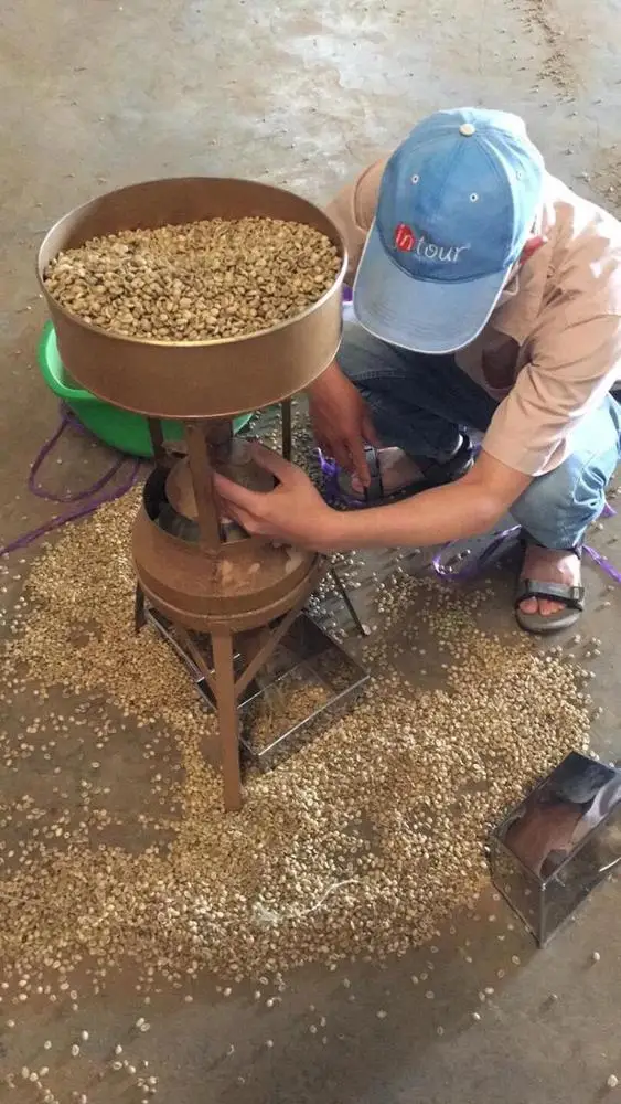 Вьетнамские немытые кофейные зерна ROBUSTA WHATSAPP + 84 889341635