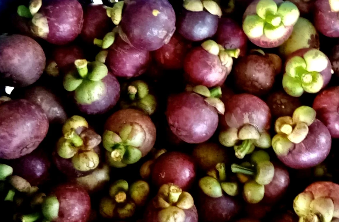 
EWC Brand Hot Selling Fruit Clean White Sweet Taste Fresh Mangosteen MST003 From Thailand 