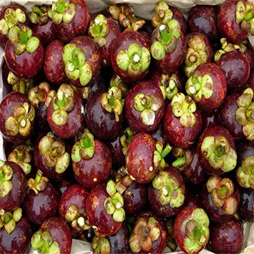 [Лидер продаж] свежий мангостин с белой сочной целлюлозой-Ms KiO HYUNH + 84 34 375 8904