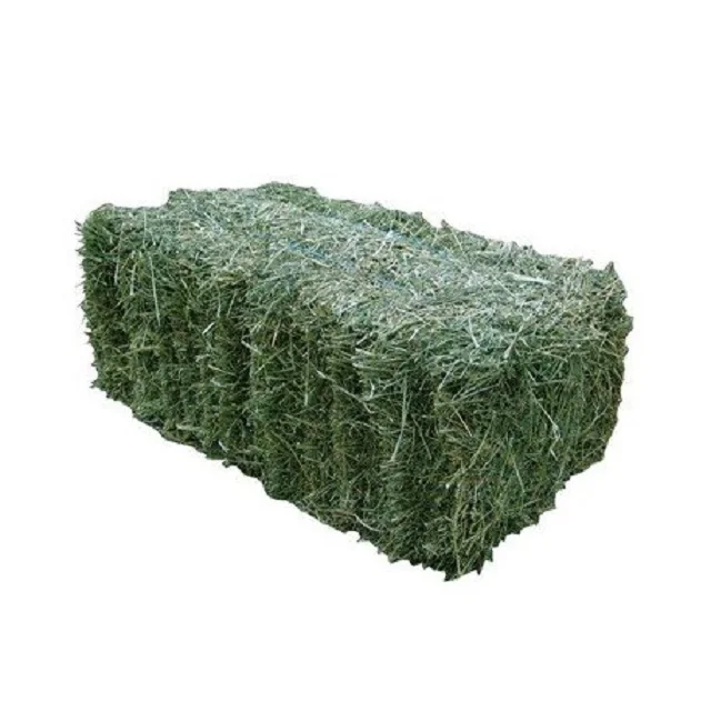 Premium Alfalfa Hay in bales, Rhodes Grass, / Alfalfa Hay Animal Feed for Sale