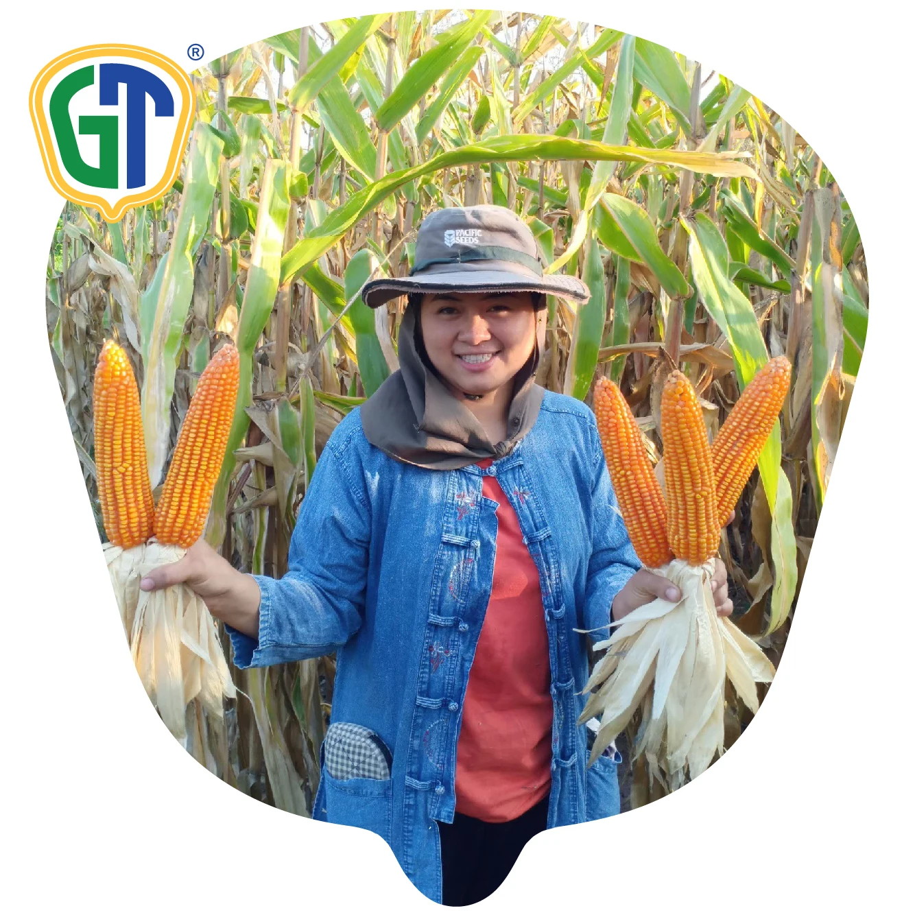 GT822 Thailand  Hybrid Corn Seeds F1 With High Quality