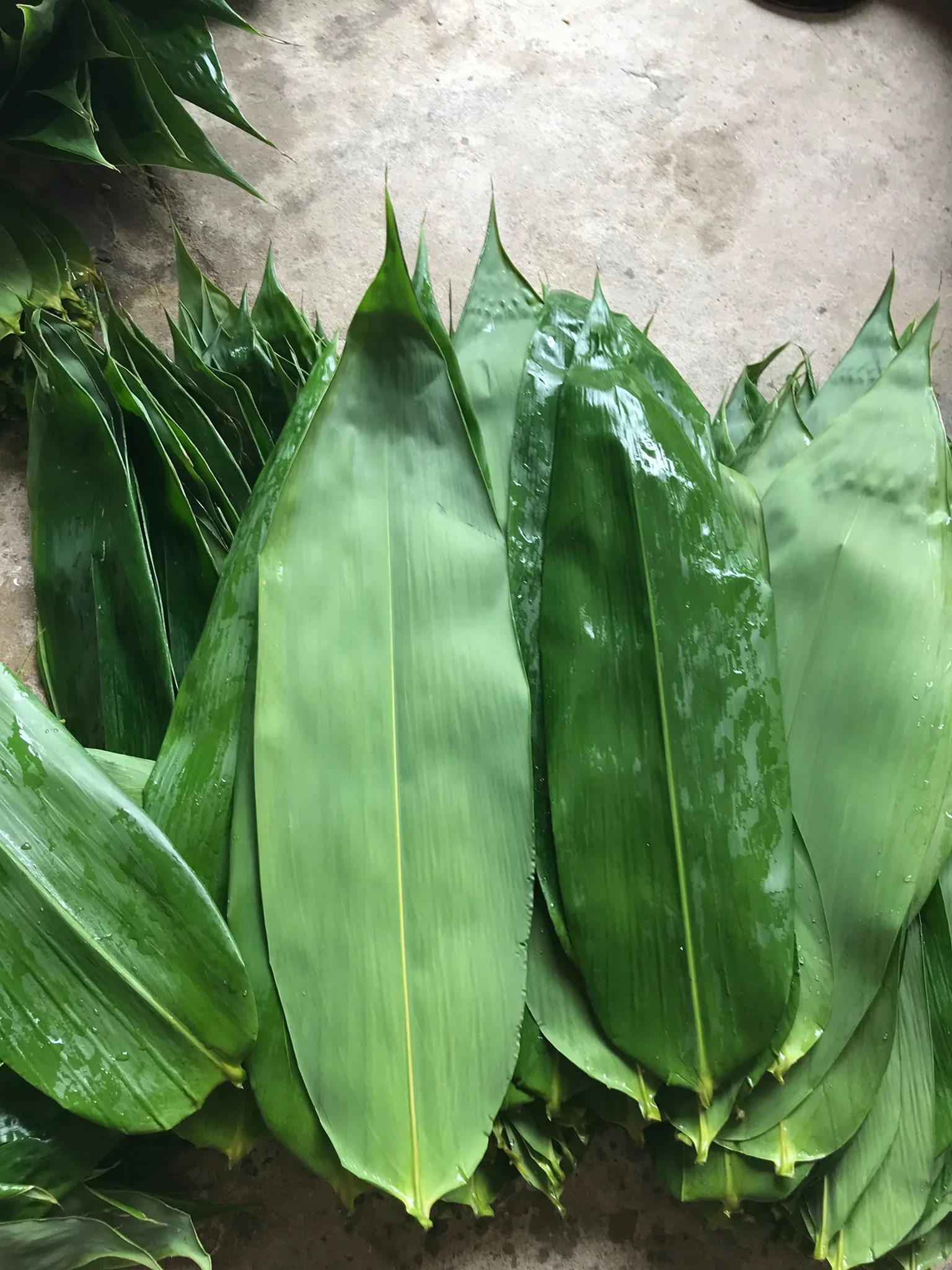 vietnam bamboo leaf (2).jpg